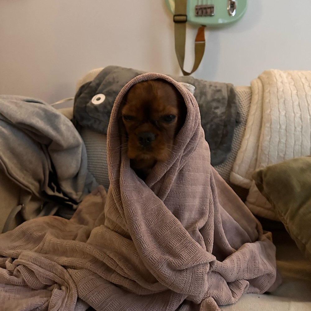 Meet your Posher, Belle